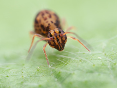 Ptenothrix maculosa olympia