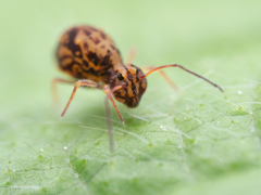 Ptenothrix maculosa olympia