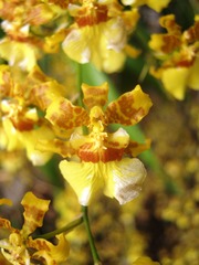Oncidium sphacelatum
