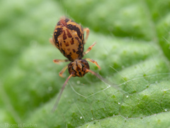 Ptenothrix maculosa olympia