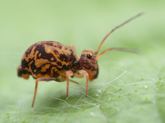 Ptenothrix maculosa olympia