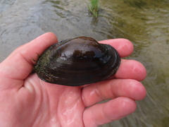 Strophitus undulatus