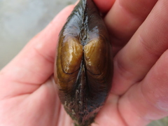 Strophitus undulatus