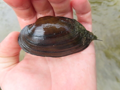 Strophitus undulatus