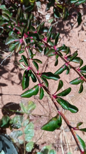 Turraea rhombifolia image