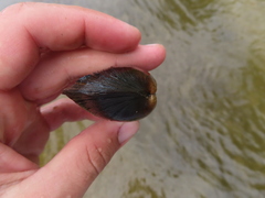 Strophitus undulatus