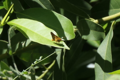 Ochlodes agricola