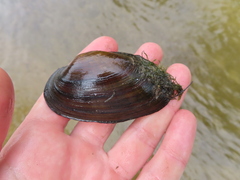 Strophitus undulatus