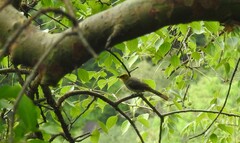 Pycnonotus xantholaemus