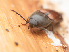 Ampedus phoenicopterus