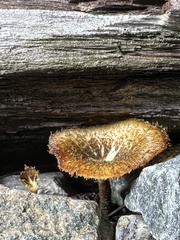 Lentinus crinitus