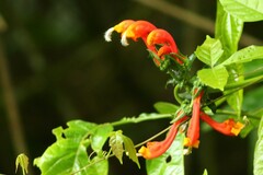 Centropogon granulosus