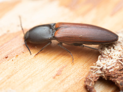 Ampedus phoenicopterus
