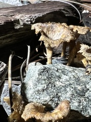 Lentinus crinitus