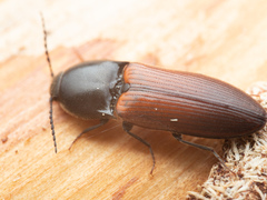 Ampedus phoenicopterus