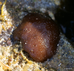 Leptolyngbya