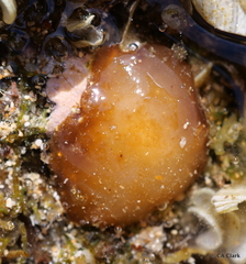 Leptolyngbya