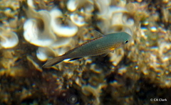 Pycnochromis vanderbilti