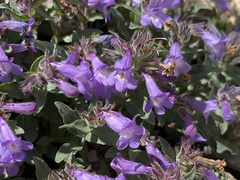 Penstemon harbourii