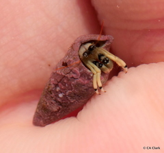 Calcinus guamensis