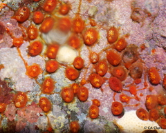 Metandrocarpa taylori