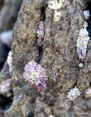 Nesochthamalus intertextus