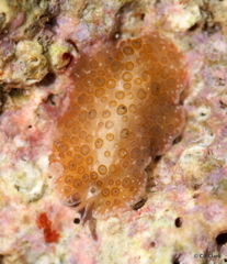 Thysanozoon tentaculatum