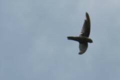 Aerodramus unicolor