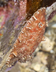 Platydoris formosa