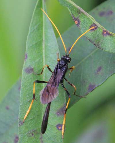 Therion morio (Fabricius, 1781)