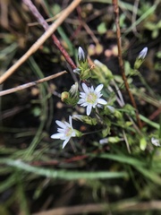 Gentiana douglasiana