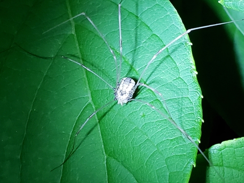 Banded Harvestman photo 4