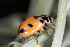 Hippodamia expurgata