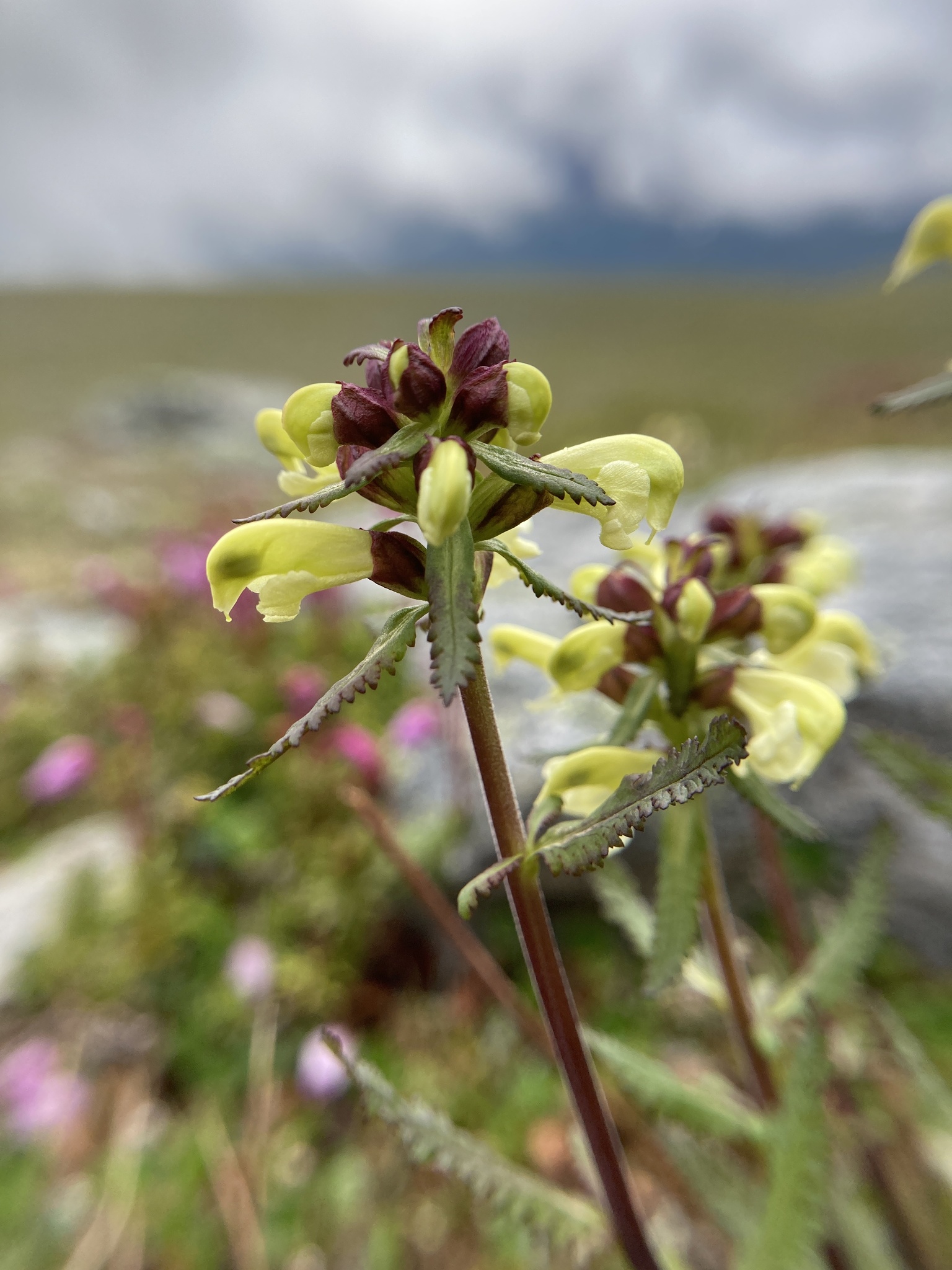 Pedicularis lapponica
