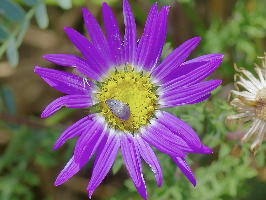 Leaf beetle