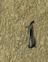 Pima albiplagiatella
