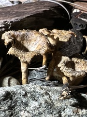 Lentinus crinitus