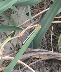 Platycnemis dealbata