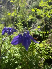Aquilegia alpina