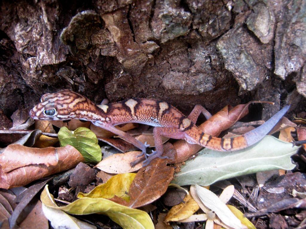 Yucatan Banded Gecko