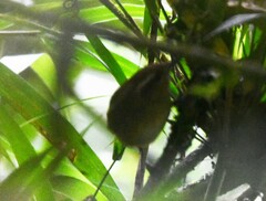 Troglodytes solstitialis