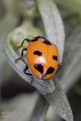 Hippodamia expurgata