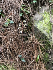 Odontochilus yakushimensis