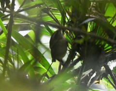 Troglodytes solstitialis