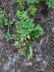 Aceria caliberberis