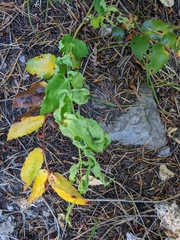 Aceria caliberberis