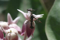 Synanthedon helenis