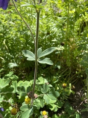 Aquilegia alpina