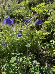 Aquilegia alpina