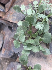 Packera dimorphophylla